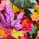 Tips to Manage Fall Allergy Season